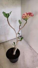 Planta Simples 3434 – 35cm – 03 anos - Imagem 6