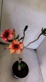 Planta Simples 3434 – 35cm – 03 anos - Imagem 4