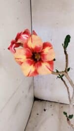 Planta Simples 3434 – 35cm – 03 anos - Imagem 5