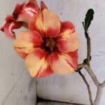 Planta Simples 3434 – 35cm – 03 anos