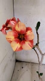 Planta Simples 3434 – 35cm – 03 anos