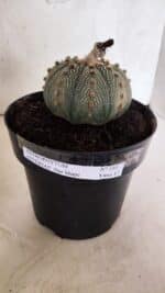 ASTROPHYTUM ASTERIAS STAR SHAPE Nº 135 – vaso 17 - Imagem 2