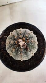 ASTROPHYTUM ASTERIAS STAR SHAPE Nº 135 – vaso 17 - Imagem 3