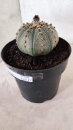 ASTROPHYTUM ASTERIAS STAR SHAPE Nº 135 – vaso 17 - Imagem 9