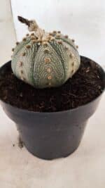 ASTROPHYTUM ASTERIAS STAR SHAPE Nº 135 – vaso 17 - Imagem 8