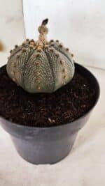 ASTROPHYTUM ASTERIAS STAR SHAPE Nº 135 – vaso 17 - Imagem 6