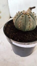 ASTROPHYTUM ASTERIAS STAR SHAPE Nº 135 – vaso 17 - Imagem 7