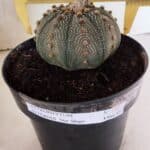ASTROPHYTUM ASTERIAS STAR SHAPE Nº 135 – vaso 17