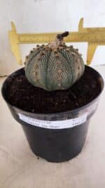ASTROPHYTUM ASTERIAS STAR SHAPE Nº 135 – vaso 17