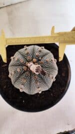 ASTROPHYTUM ASTERIAS STAR SHAPE Nº 135 – vaso 17 - Imagem 5