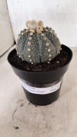 ASTROPHYTUM ASTERIAS SUPER KABUTO "PURPLE" Nº 1056 – vaso 15 - Imagem 2