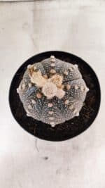 ASTROPHYTUM ASTERIAS SUPER KABUTO "PURPLE" Nº 1056 – vaso 15 - Imagem 3