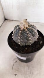 ASTROPHYTUM ASTERIAS SUPER KABUTO "PURPLE" Nº 1056 – vaso 15 - Imagem 9