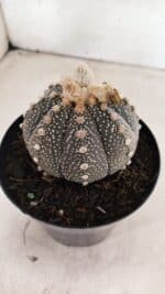 ASTROPHYTUM ASTERIAS SUPER KABUTO "PURPLE" Nº 1056 – vaso 15 - Imagem 8