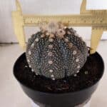 ASTROPHYTUM ASTERIAS SUPER KABUTO "PURPLE" Nº 1056 – vaso 15