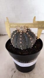 ASTROPHYTUM ASTERIAS SUPER KABUTO "PURPLE" Nº 1056 – vaso 15