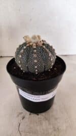 ASTROPHYTUM ASTERIAS SUPER KABUTO "PURPLE" Nº 1056 – vaso 15 - Imagem 6