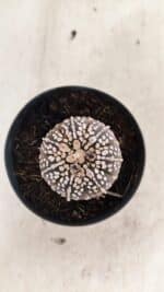 ASTROPHYTUM ASTERIAS SUPER KABUTO "PURPLE" Nº 1059 – vaso 09 - Imagem 3