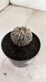 ASTROPHYTUM ASTERIAS SUPER KABUTO "PURPLE" Nº 1059 – vaso 09 - Imagem 6
