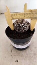 ASTROPHYTUM ASTERIAS SUPER KABUTO "PURPLE" Nº 1059 – vaso 09 - Imagem 4