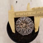 ASTROPHYTUM ASTERIAS SUPER KABUTO "PURPLE" Nº 1059 – vaso 09