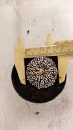 ASTROPHYTUM ASTERIAS SUPER KABUTO "PURPLE" Nº 1059 – vaso 09