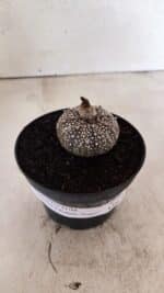 ASTROPHYTUM ASTERIAS SUPER KABUTO "PURPLE" Nº 1061 – vaso 09 - Imagem 2