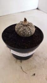 ASTROPHYTUM ASTERIAS SUPER KABUTO "PURPLE" Nº 1061 – vaso 09 - Imagem 10