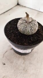 ASTROPHYTUM ASTERIAS SUPER KABUTO "PURPLE" Nº 1061 – vaso 09 - Imagem 9