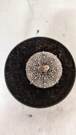 ASTROPHYTUM ASTERIAS SUPER KABUTO "PURPLE" Nº 1061 – vaso 09 - Imagem 3