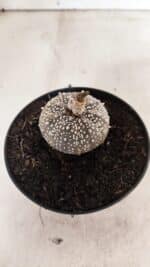 ASTROPHYTUM ASTERIAS SUPER KABUTO "PURPLE" Nº 1061 – vaso 09 - Imagem 6