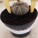 ASTROPHYTUM ASTERIAS SUPER KABUTO "PURPLE" Nº 1061 – vaso 09