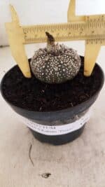 ASTROPHYTUM ASTERIAS SUPER KABUTO "PURPLE" Nº 1061 – vaso 09