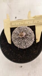 ASTROPHYTUM ASTERIAS SUPER KABUTO "PURPLE" Nº 1061 – vaso 09 - Imagem 5