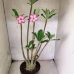 Planta ARABICUM 145 – 50cm – 04 anos