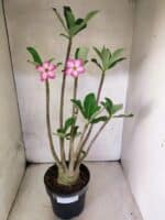 Planta ARABICUM 145 – 50cm – 04 anos