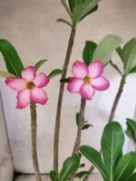 Planta ARABICUM 145 – 50cm – 04 anos - Imagem 3