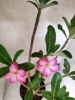 Planta ARABICUM 145 – 50cm – 04 anos - Imagem 4