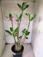 Planta ARABICUM 145 – 50cm – 04 anos - Imagem 8