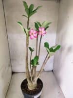 Planta ARABICUM 145 – 50cm – 04 anos - Imagem 5