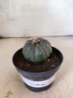 MATRIZ ASTROPHYTUM ASTERIAS "NUDUM" Nº 1087 – vaso 11 - Imagem 2