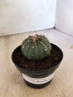 MATRIZ ASTROPHYTUM ASTERIAS "NUDUM" Nº 1087 – vaso 11 - Imagem 9