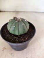 MATRIZ ASTROPHYTUM ASTERIAS "NUDUM" Nº 1087 – vaso 11 - Imagem 7