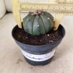 MATRIZ ASTROPHYTUM ASTERIAS "NUDUM" Nº 1087 – vaso 11