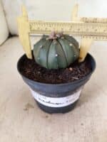 MATRIZ ASTROPHYTUM ASTERIAS "NUDUM" Nº 1087 – vaso 11