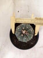 MATRIZ ASTROPHYTUM ASTERIAS "NUDUM" Nº 1087 – vaso 11 - Imagem 5