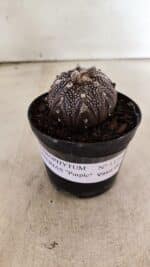 ASTROPHYTUM ASTERIAS “Purple”  Nº 1139 – vaso 09 - Imagem 2