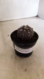 ASTROPHYTUM ASTERIAS “Purple”  Nº 1139 – vaso 09 - Imagem 9