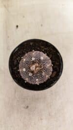 ASTROPHYTUM ASTERIAS “Purple”  Nº 1139 – vaso 09 - Imagem 3