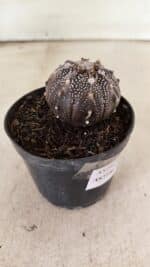 ASTROPHYTUM ASTERIAS “Purple”  Nº 1139 – vaso 09 - Imagem 6